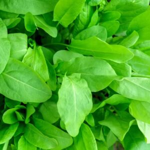 Organic Sorrel